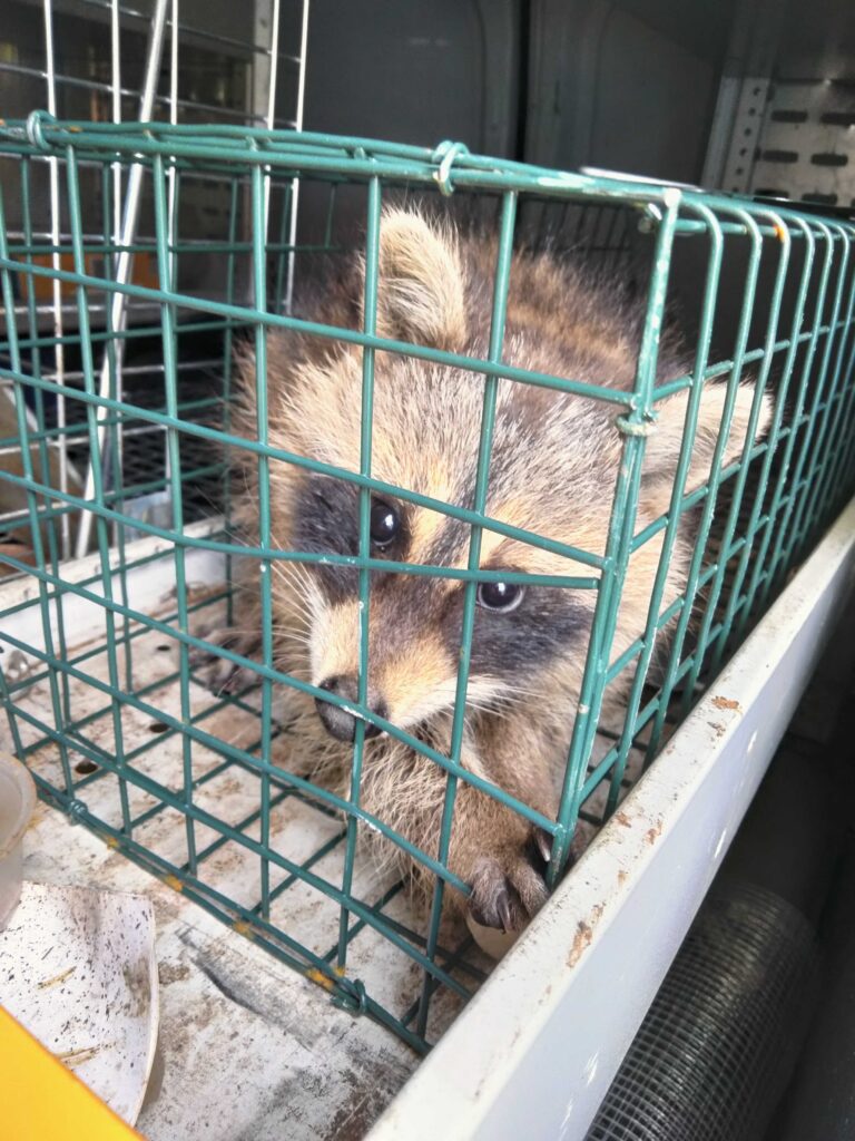 Animal Removal Prairieville