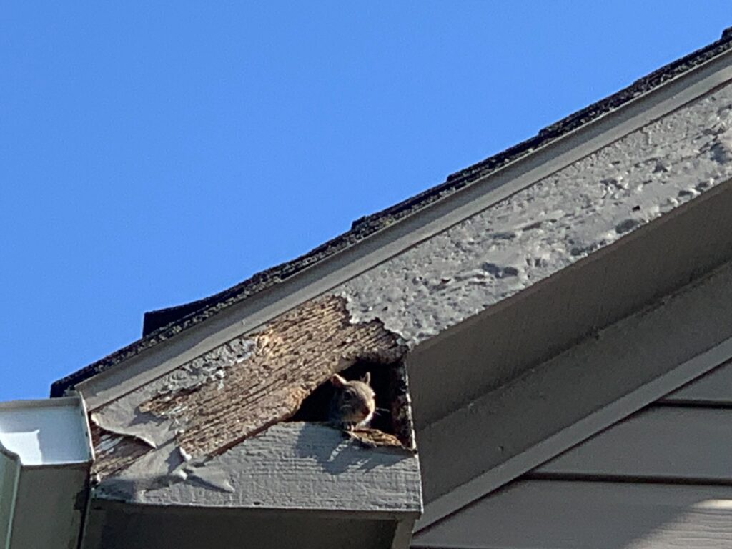 Animal Removal Prairieville