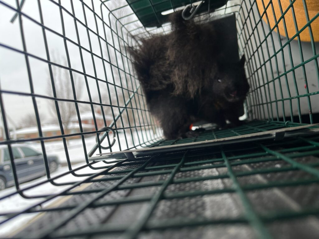 Animal Removal Prairieville