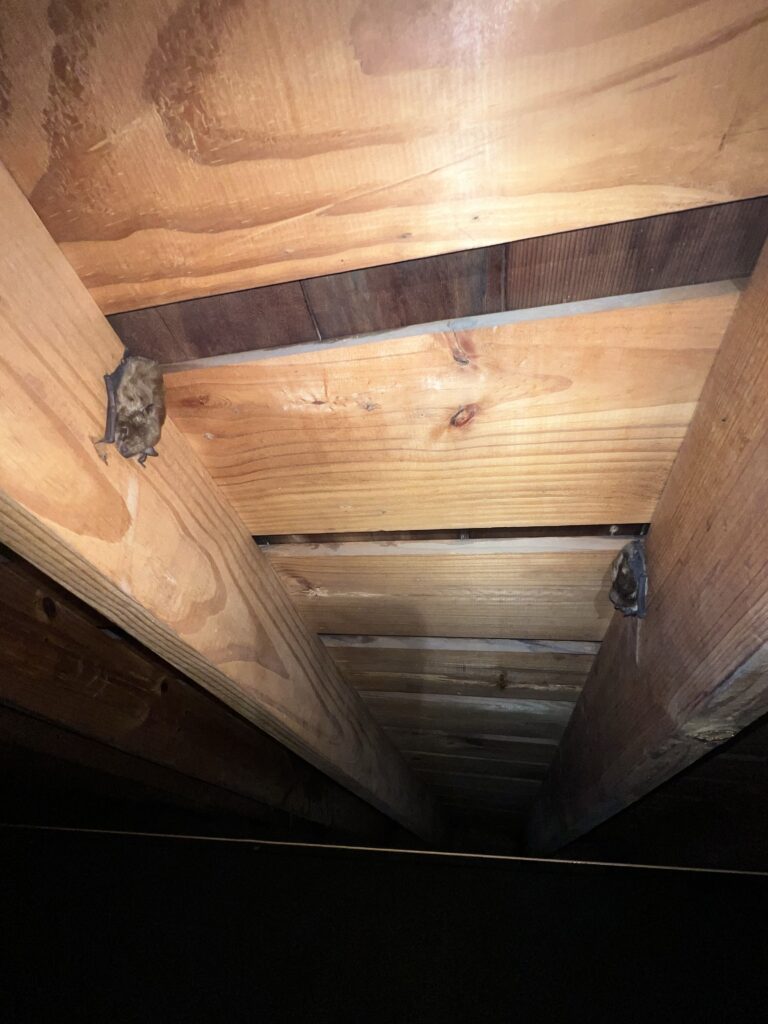Animal Removal Prairieville